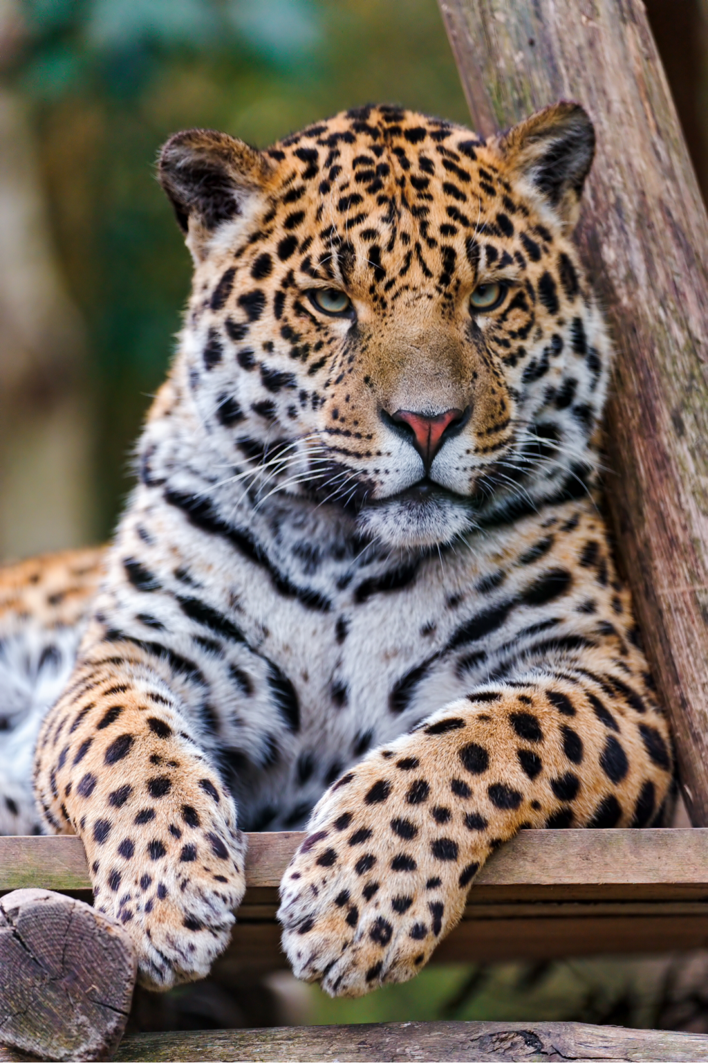 Steve Winter Jaguar Photography Safari - Natural World Safaris